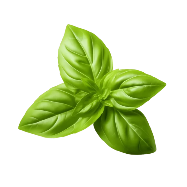 Albahaca hojas