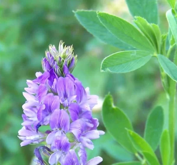Alfalfa