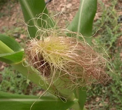 Barba de choclo (estigma de maiz)