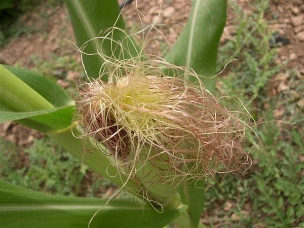 Barba de choclo (estigma de maiz)