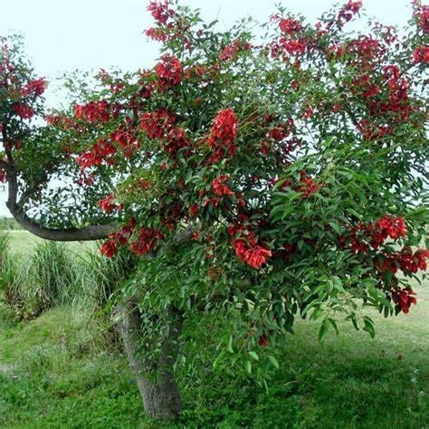 Ceibo corteza