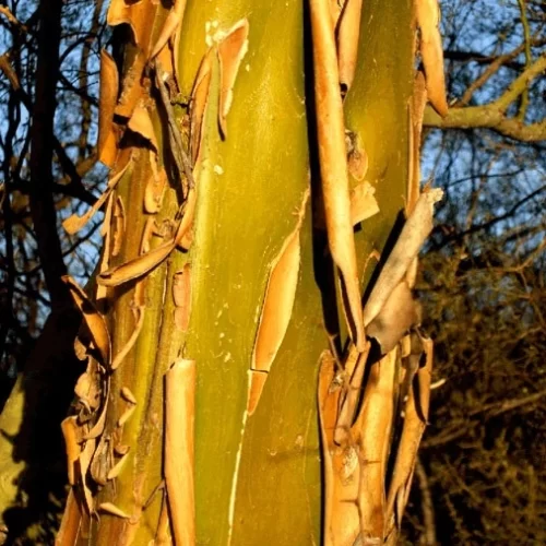 Chañar corteza