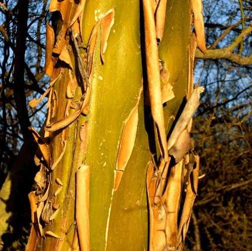 Chañar corteza