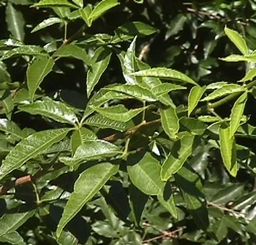Hierba Cocu - Allophylus edulis -