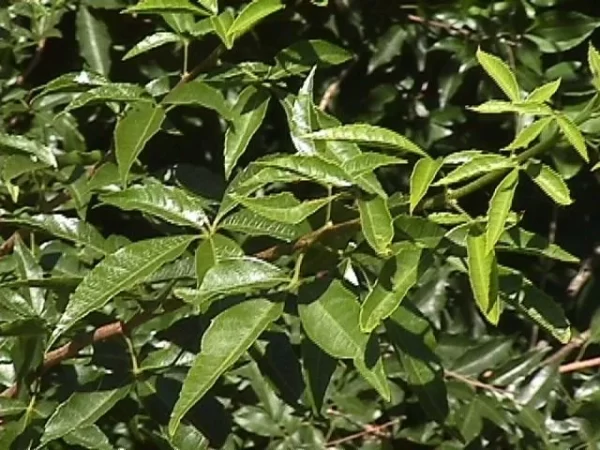cocu Hierba Cocu - Allophylus edulis -