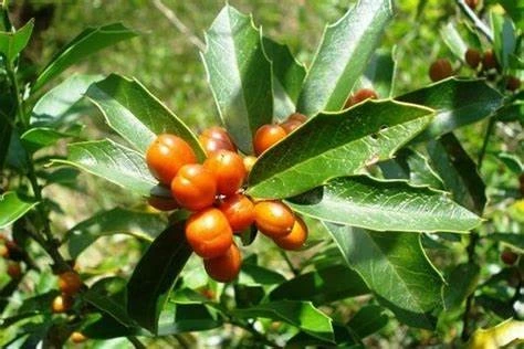 Congorosa