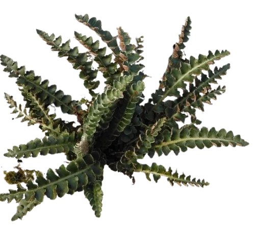 Doradilla