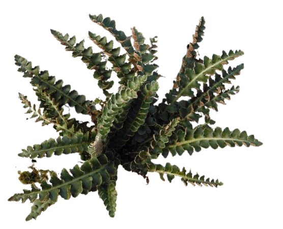 Doradilla