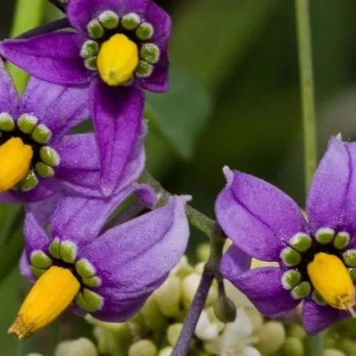 Dulcamara