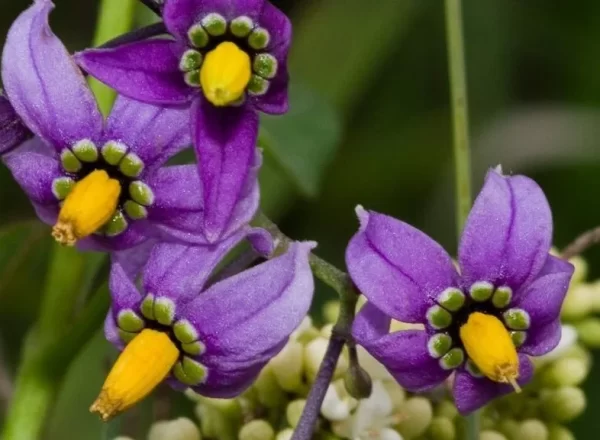 Dulcamara