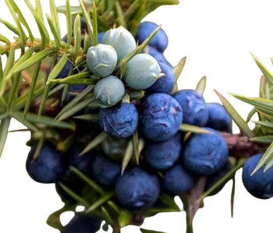 Enebro bayas