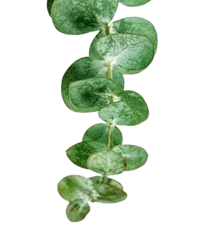 Eucalipto hoja redonda