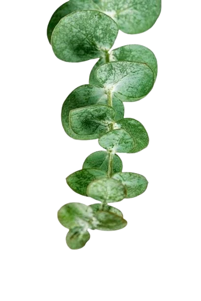 Eucalipto hoja redonda