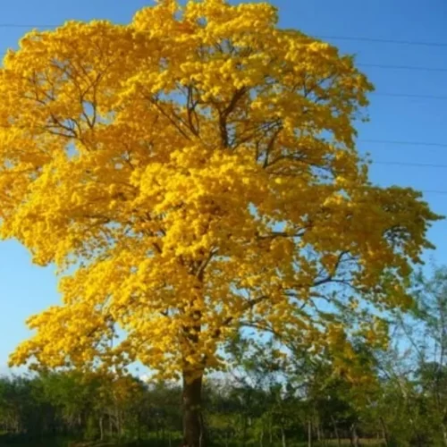 Guayacan leño