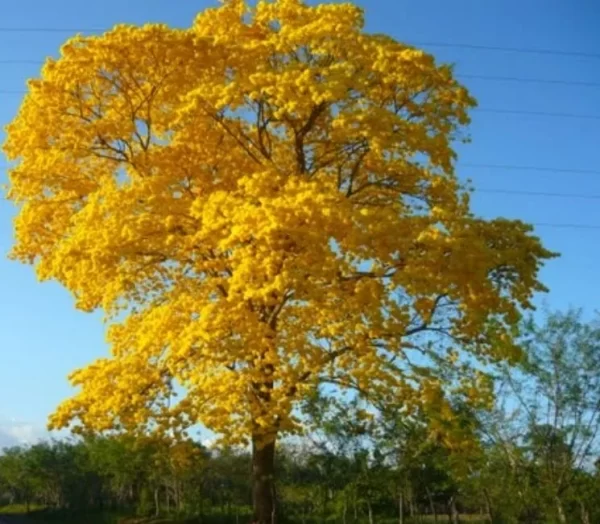 Guayacan leño