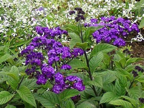 heliotropus - cola de gama Cola de gama (heliotropus)