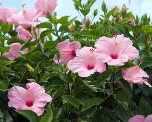 Hibiscus