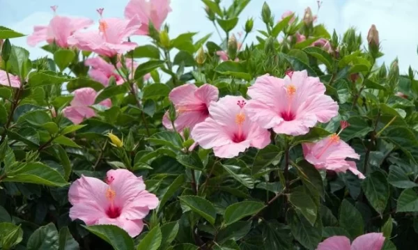 Hibiscus
