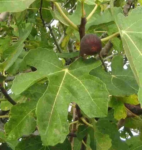 Higuera hojas