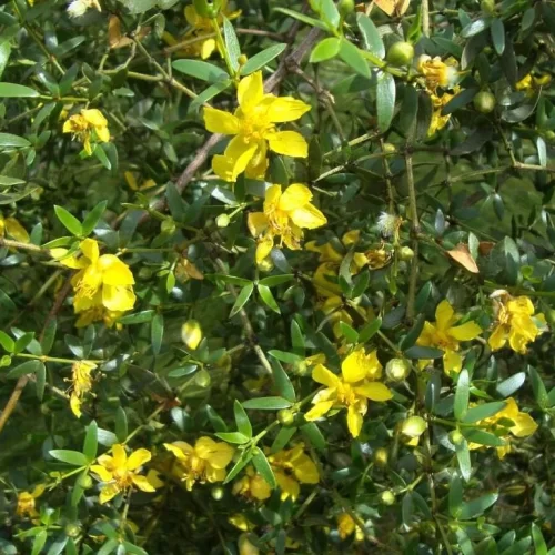 Jarilla