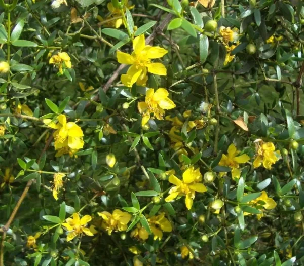 Jarilla