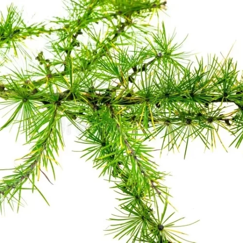 Yerba larca