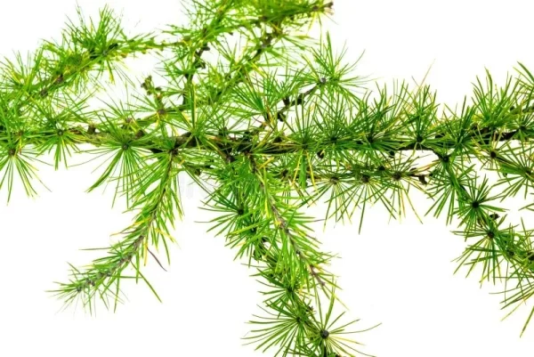 Yerba larca