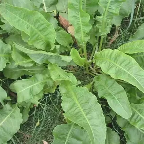 Lengua de vaca