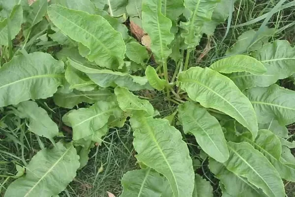 Lengua de vaca