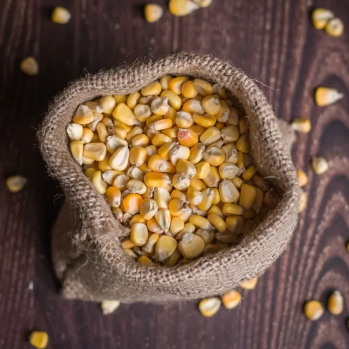 Maíz paraguayo amiláceo