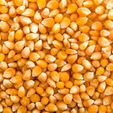 maizpizingallo Maíz pizingallo