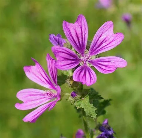 Malva