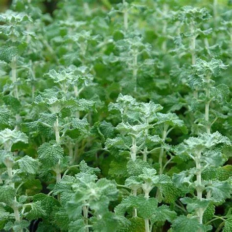 Marrubio (yerba del sapo)