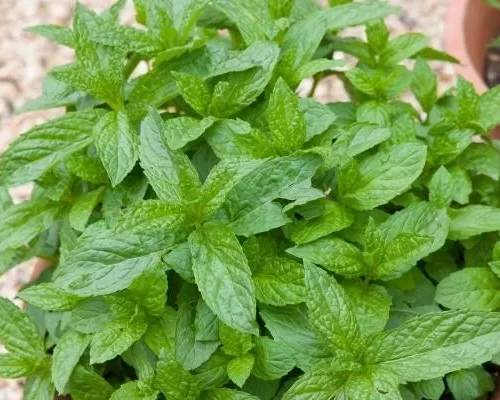 Menta hojas