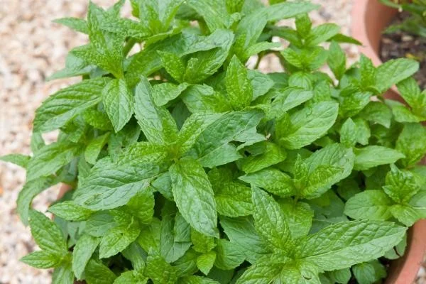 Menta hojas