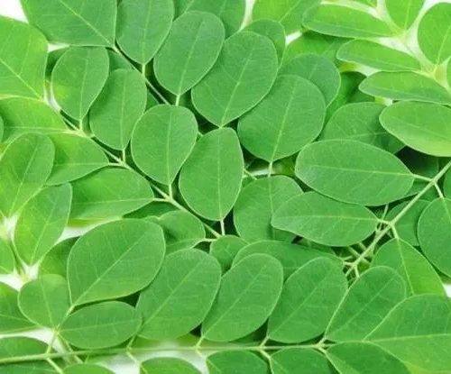 Moringa