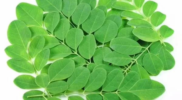 Moringa