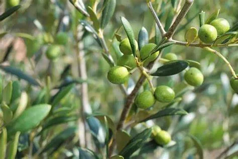 Olivo hojas