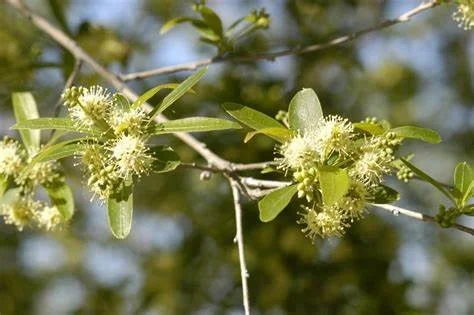 Palo amarillo leño