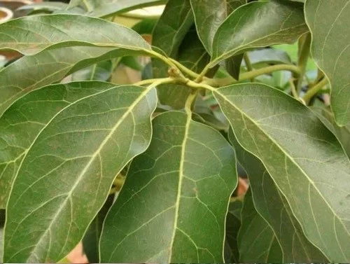 Palta