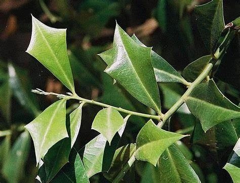 Peje (sombra de toro)