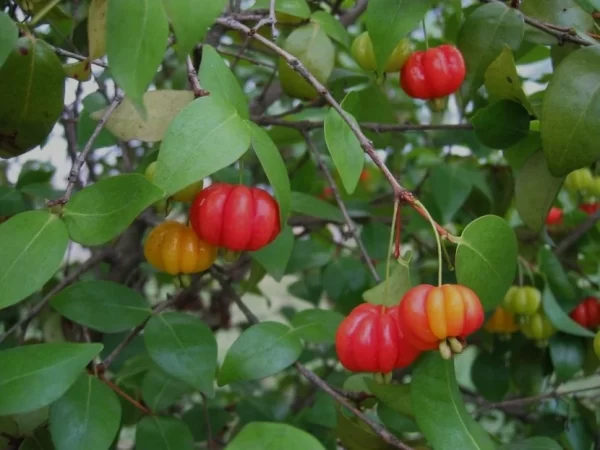 Pitanga