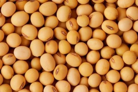 porotosdesoja Porotos de soja