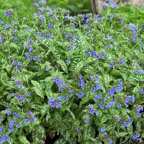 Pulmonaria nacional