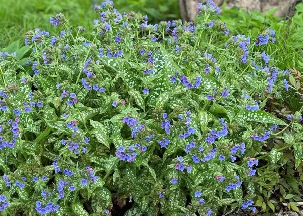 Pulmonaria nacional