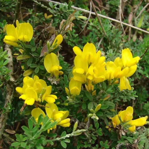 Retamilla planta