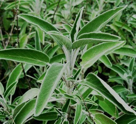 Salvia blanca