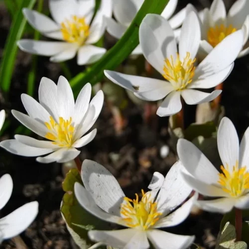 Sanguinaria