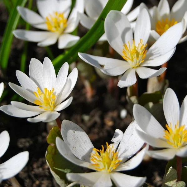 Sanguinaria