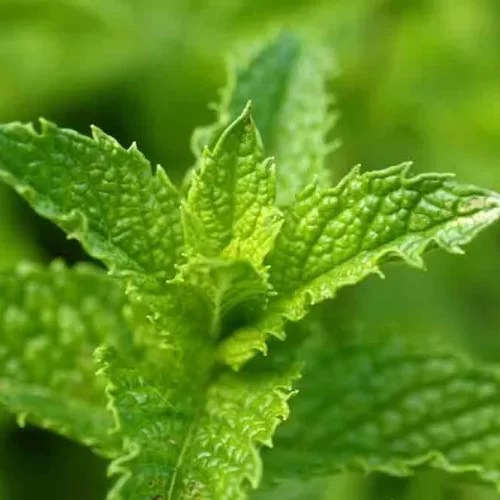 Yerba buena hojas